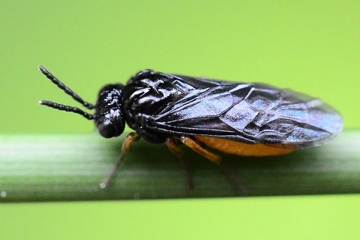 Eutomostethus luteiventris