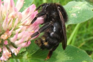 Feld-Schmarotzerhummel