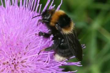 Gartenhummel-Schmarotzerhummel