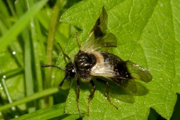 Geißblatt-Keulhornblattwespe