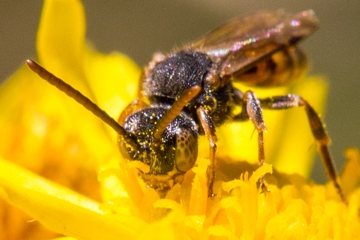 Gelbfleckige Wespenbiene