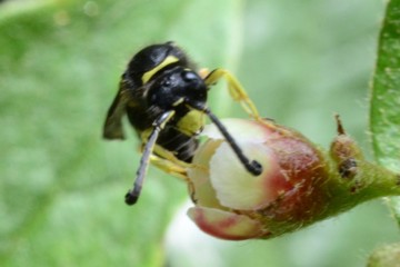 Gemeine Schornsteinwespe