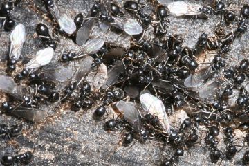 Glänzendschwarze Holzameise