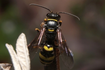 Gorytes planifrons