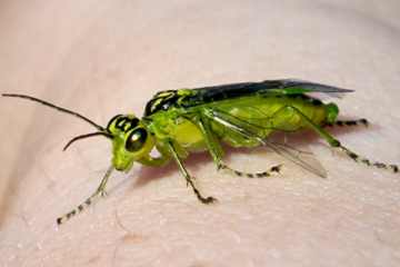 Rhogogaster chlorosoma