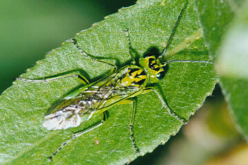 Rhogogaster chlorosoma