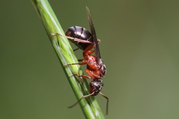 Große Wiesenameise