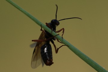 Große Wiesenameise