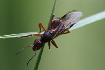 Große Wiesenameise