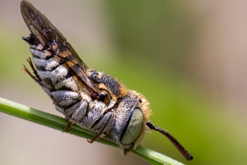 Schuppenhaarige Kegelbiene