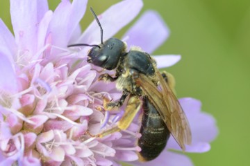 Halictus maculatus