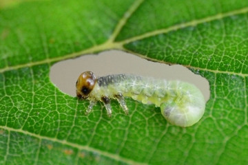 Hemichroa australis