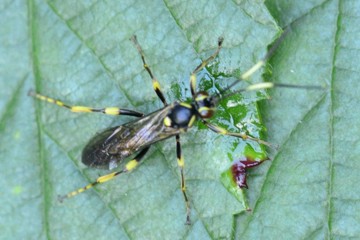 Hepiopelmus variegatorius