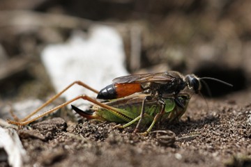 Heuschreckensandwespe