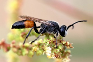 Heuschreckensandwespe