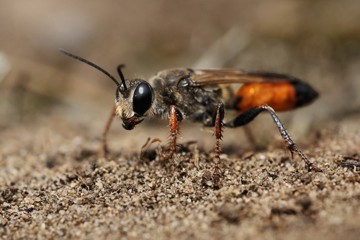 Heuschreckensandwespe