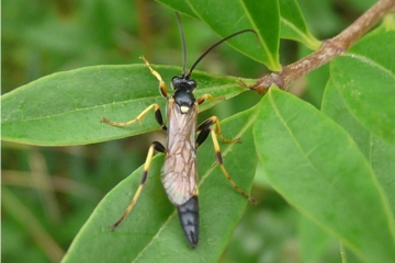 Ichneumon extensorius