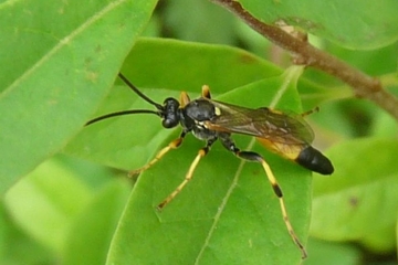 Ichneumon extensorius