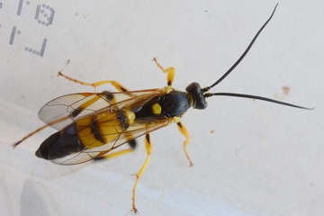 Ichneumon xanthorius