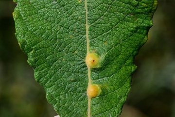 Iteomyia caprea