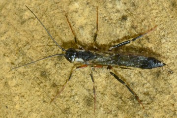 Schwarze Kiefernholzwespe