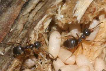 Lasius platythorax