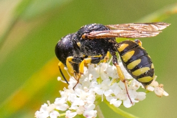 Kleine Silbermundwespe