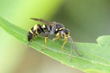 Lestiphorus bicinctus