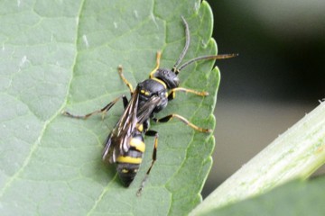 Lestiphorus bicinctus