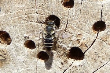 Luzerne-Blattschneiderbiene