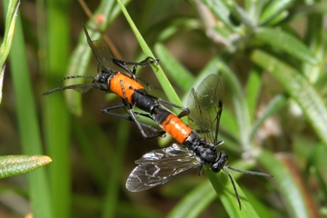 Macrophya annulata