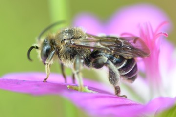 Macropis europaea