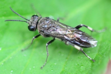 Macrophya ribis