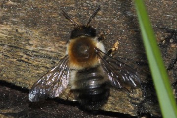 Megachile circumcincta