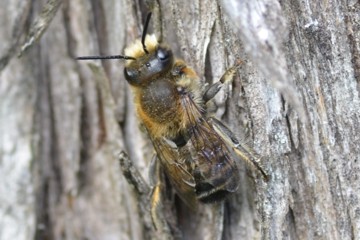 Megachile willughbiella