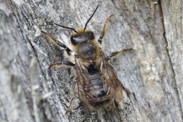 Megachile willughbiella