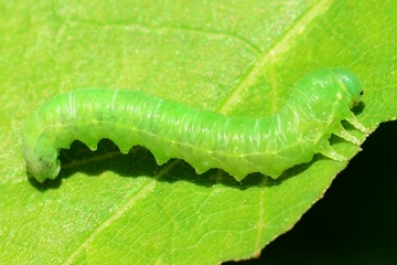 Mesoneura opaca