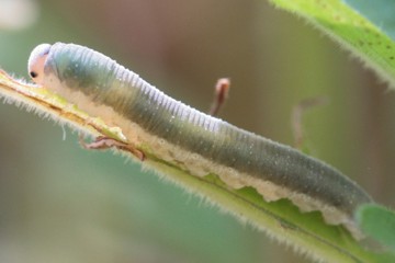 Monostegia abdominalis