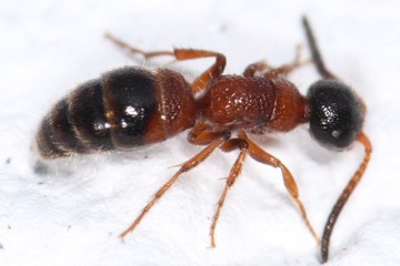 Myrmosa atra