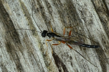 Neoxorides nitens