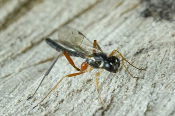 Neoxorides nitens