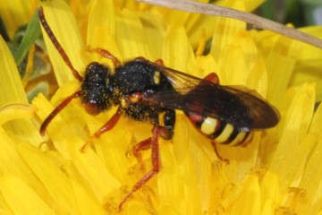 Nomada bifasciata