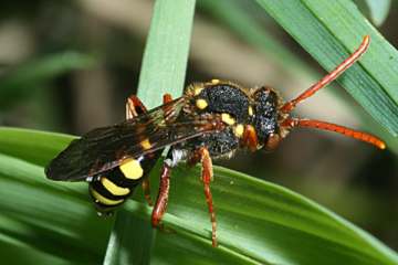 Nomada fulvicornis