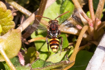 Rotfühler-Wespenbiene