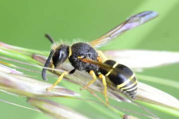 Ancistrocerus oviventris