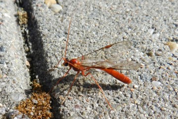 Ophion luteus