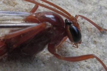 Ophion scutellaris