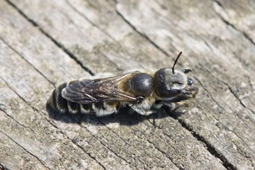 Natterkopf-Mauerbiene