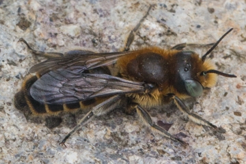 Natterkopf-Mauerbiene