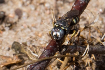 Oxybelus trispinosus